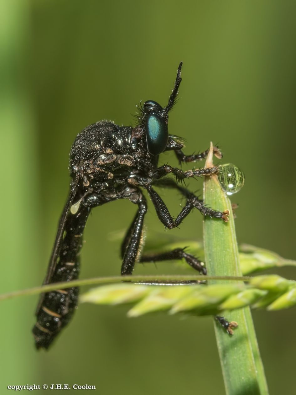 Zwarte bladjager - Geleedpotigen - Zwarte bladjager